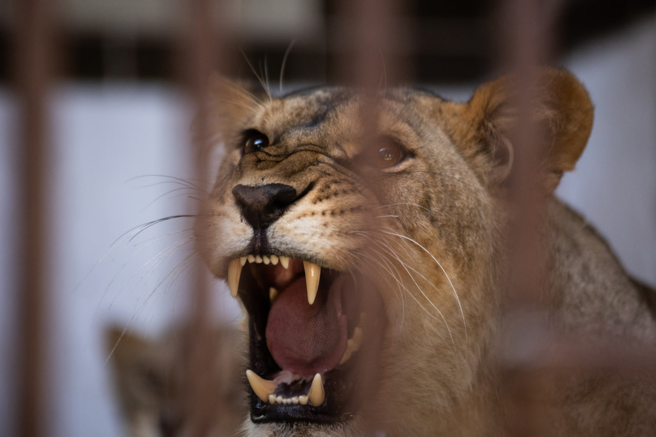 The Untold Stories of War-Affected Wildlife
